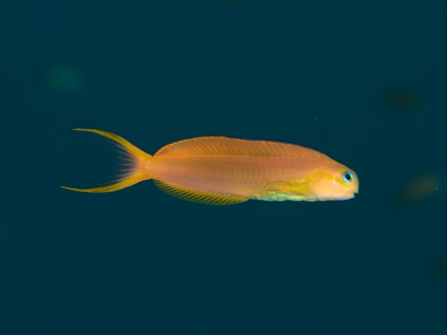 ecsenius midas